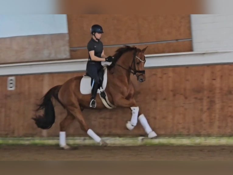 KWPN Gelding 4 years 16,2 hh Chestnut-Red in Lippetal