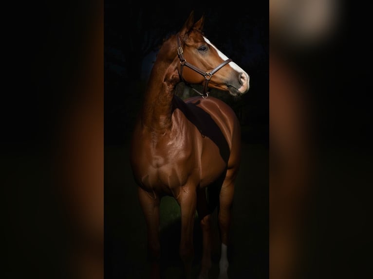 KWPN Gelding 4 years 16,2 hh Chestnut-Red in Lommel