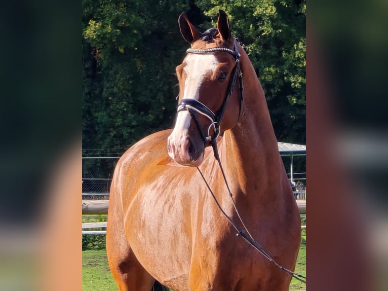 KWPN Gelding 4 years 16,2 hh in Someren