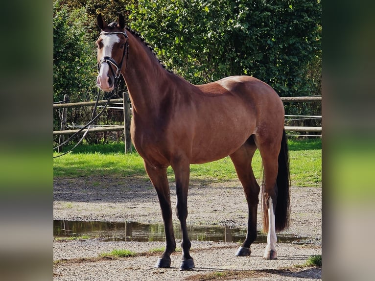 KWPN Gelding 4 years 16,2 hh in Someren