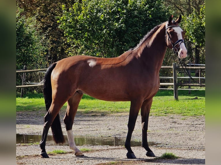 KWPN Gelding 4 years 16,2 hh in Someren