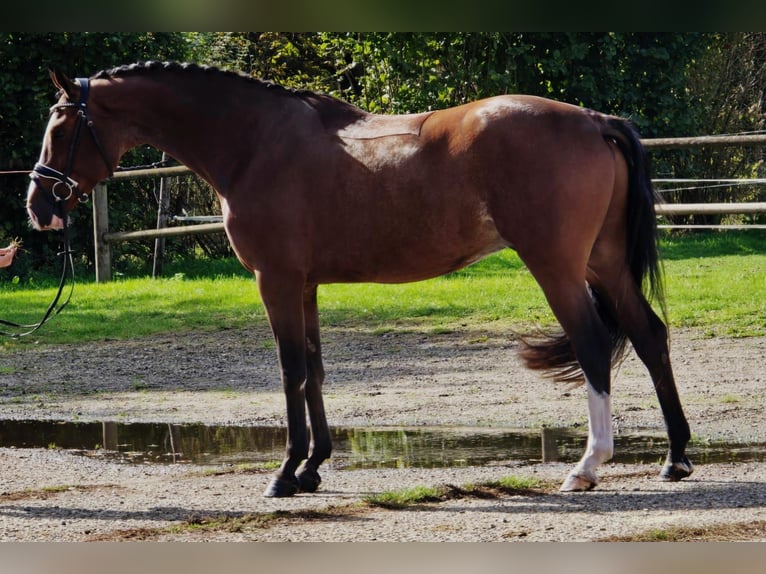 KWPN Gelding 4 years 16,2 hh in Someren