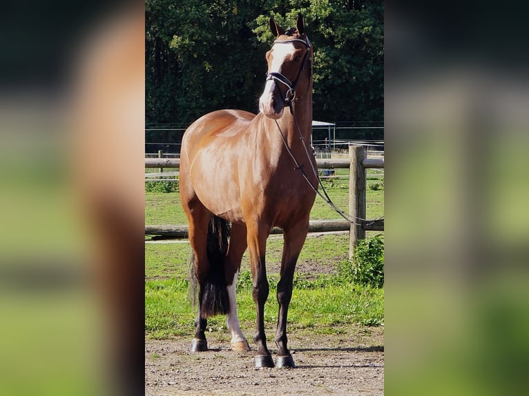 KWPN Gelding 4 years 16,2 hh in Someren