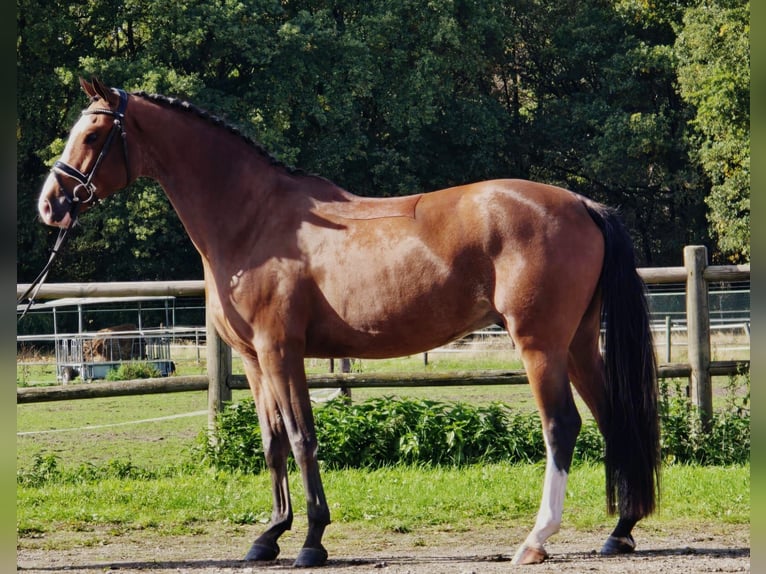KWPN Gelding 4 years 16,2 hh in Someren