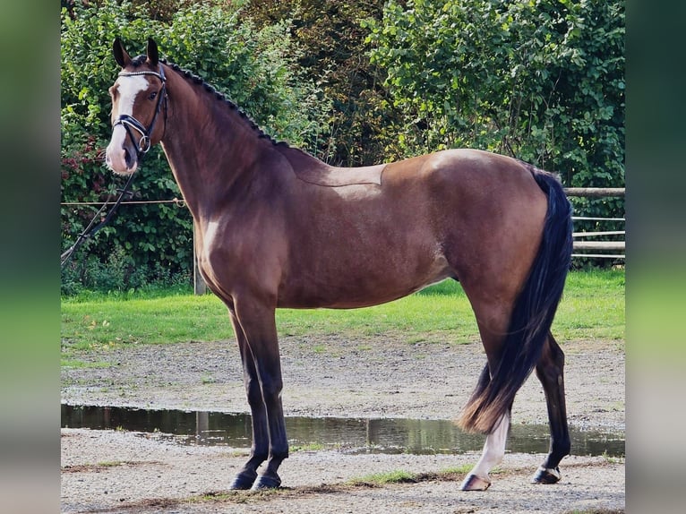 KWPN Gelding 4 years 16,2 hh in Someren