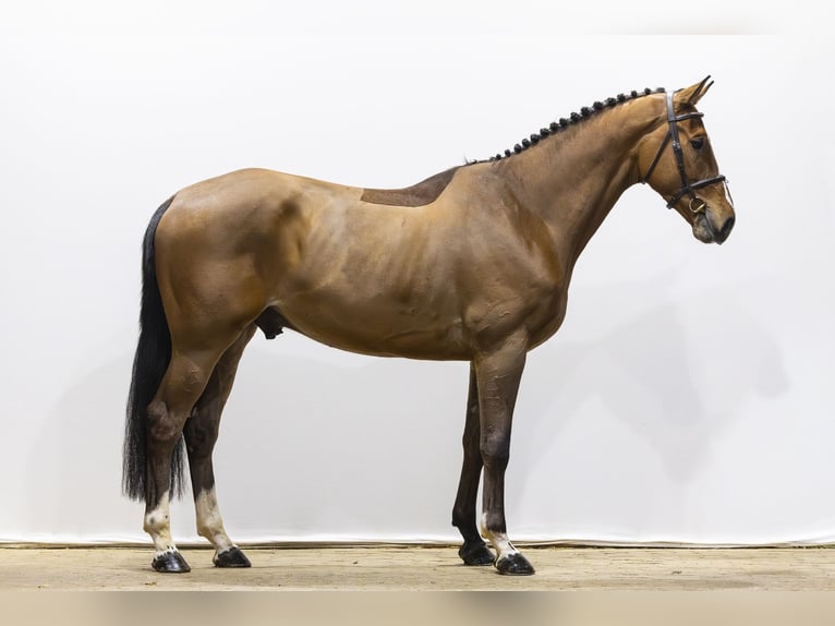KWPN Gelding 4 years 16,2 hh  in Waddinxveen