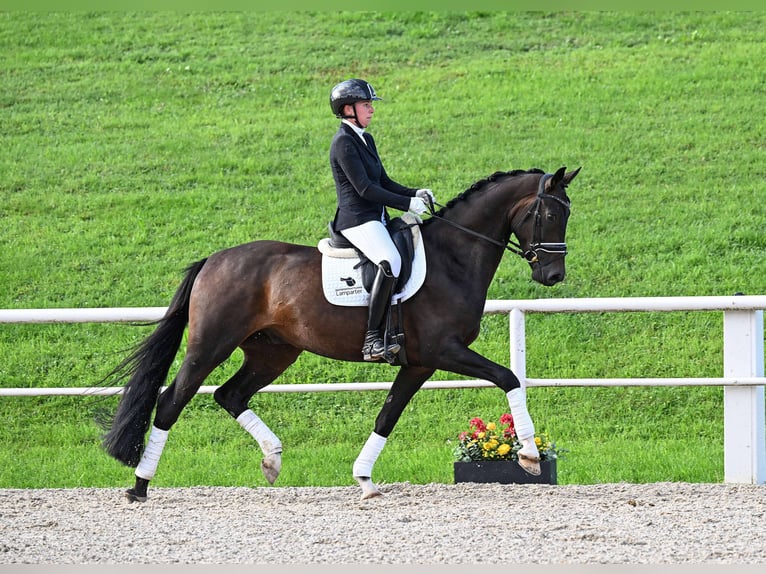 KWPN Gelding 4 years 16,2 hh Smoky-Black in Gomadingen
