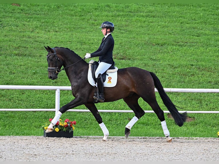 KWPN Gelding 4 years 16,2 hh Smoky-Black in Gomadingen