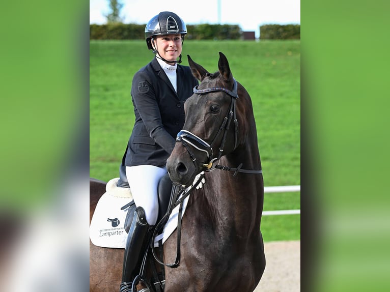 KWPN Gelding 4 years 16,2 hh Smoky-Black in Gomadingen