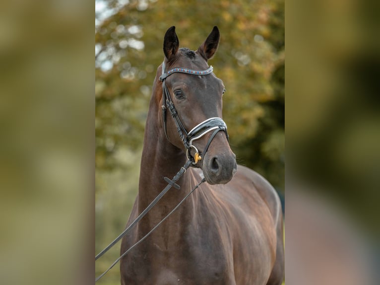 KWPN Gelding 4 years 16,2 hh Smoky-Black in Gomadingen