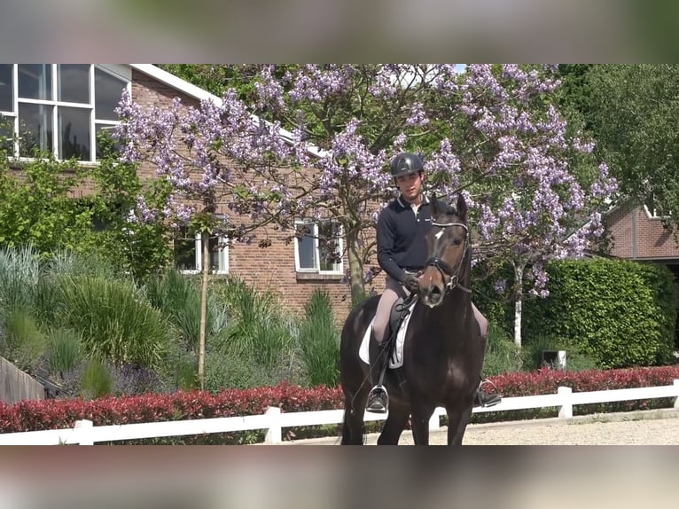 KWPN Gelding 4 years 16,3 hh Bay-Dark in Eibergen