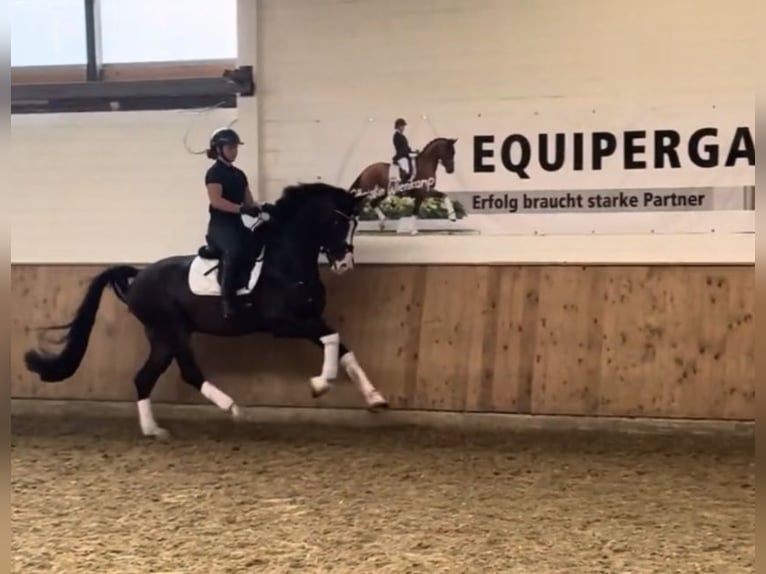 KWPN Gelding 4 years 16,3 hh Bay-Dark in Warendorf