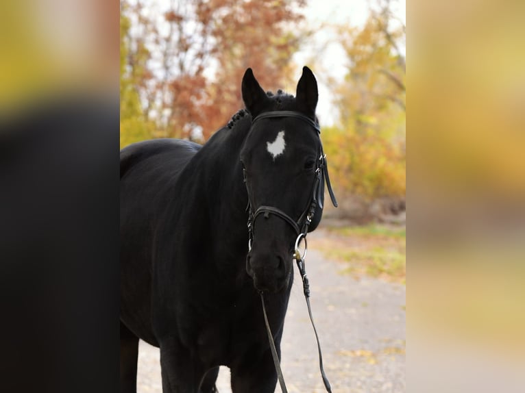 KWPN Gelding 4 years 16,3 hh Black in Debrecen