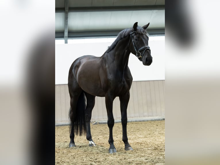 KWPN Gelding 4 years 16,3 hh Black in Lithoijen