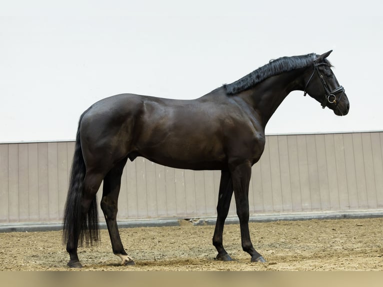 KWPN Gelding 4 years 16,3 hh Black in Lithoijen