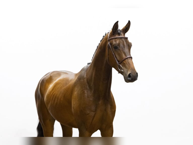 KWPN Gelding 4 years 16,3 hh Brown in Waddinxveen