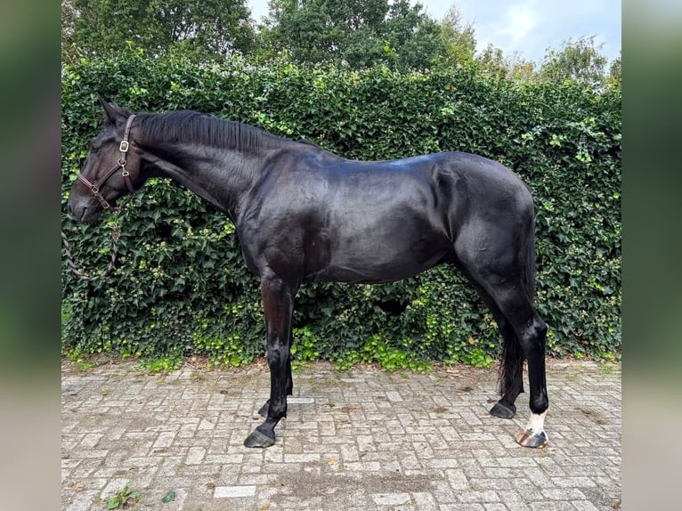 KWPN Gelding 4 years 17.1 hh Black in Slootdorp