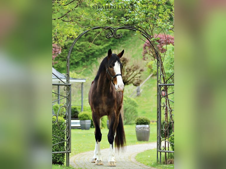 KWPN Gelding 4 years 17.1 hh Brown in Trnovska vas