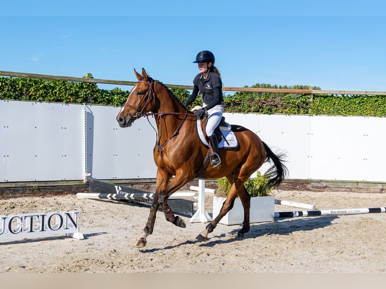 KWPN Gelding 4 years 17.1 hh Brown in Waddinxveen