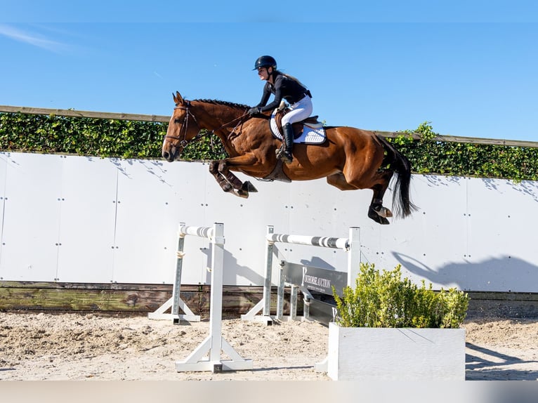 KWPN Gelding 4 years 17.1 hh Brown in Waddinxveen
