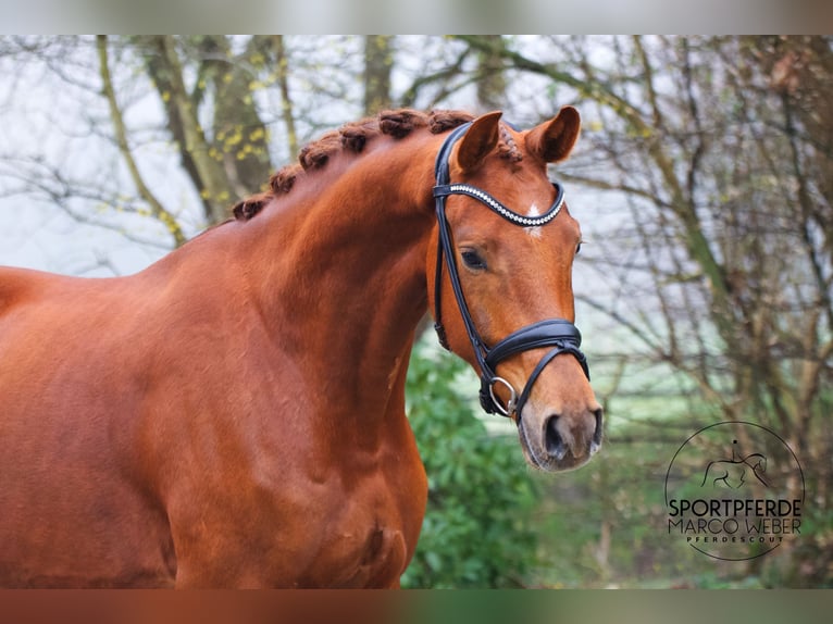 KWPN Gelding 4 years 17.1 hh Chestnut-Red in Rastede