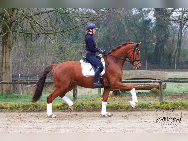 KWPN Gelding 4 years 17.1 hh Chestnut-Red in Rastede