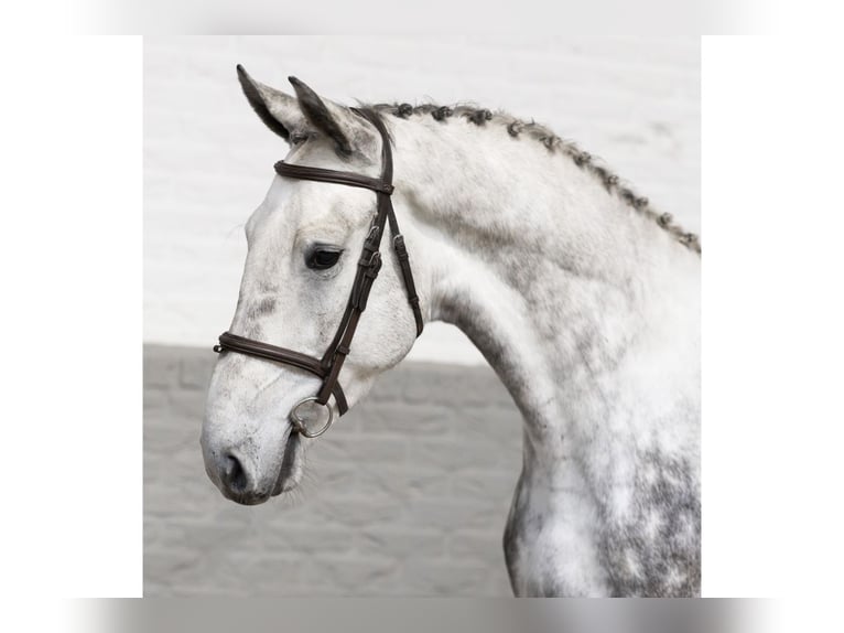 KWPN Gelding 4 years 17,1 hh Gray in Heerde