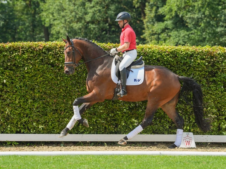 KWPN Gelding 4 years 17,2 hh Brown in Münster