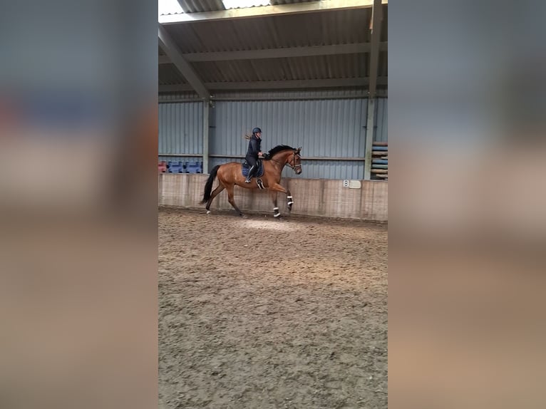 KWPN Gelding 4 years 17.2 hh Brown in Wâlterswâld