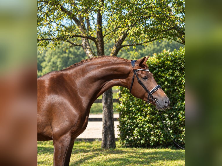 KWPN Gelding 4 years 17.3 hh Chestnut in Diever