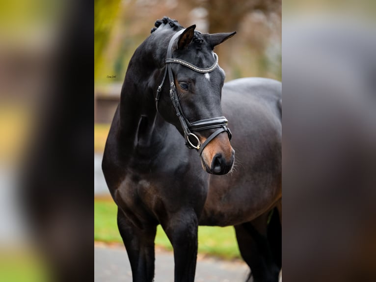 KWPN Gelding 4 years 17 hh Bay-Dark in Weert