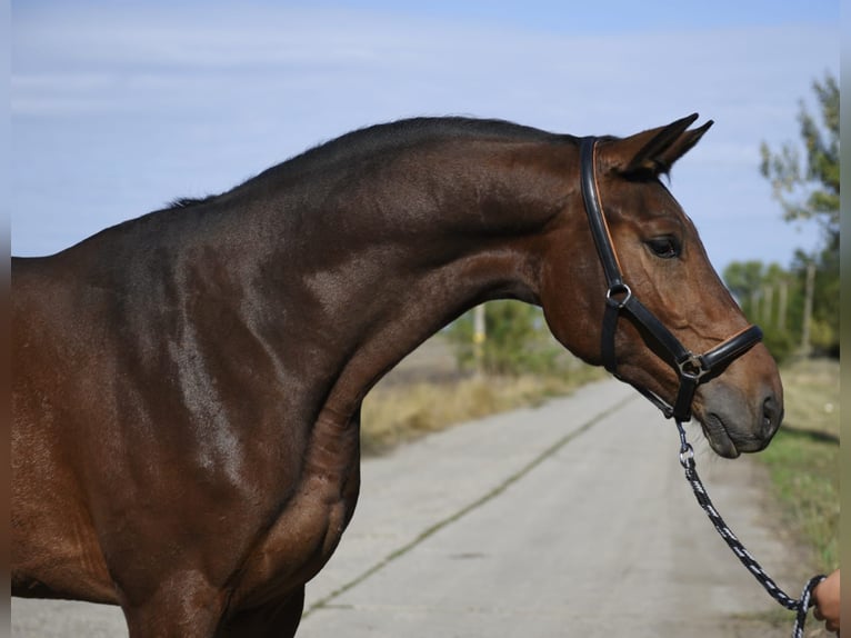 KWPN Gelding 4 years 17 hh Bay-Dark in Gyula