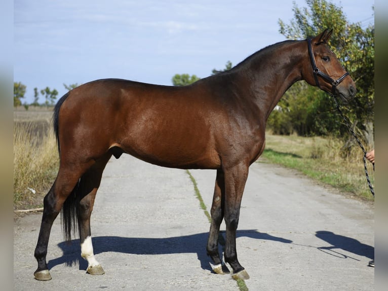 KWPN Gelding 4 years 17 hh Bay-Dark in Gyula