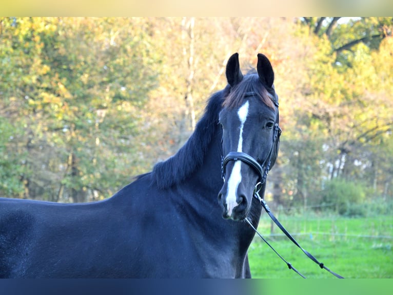 KWPN Gelding 4 years 17 hh Black in Doornspijk