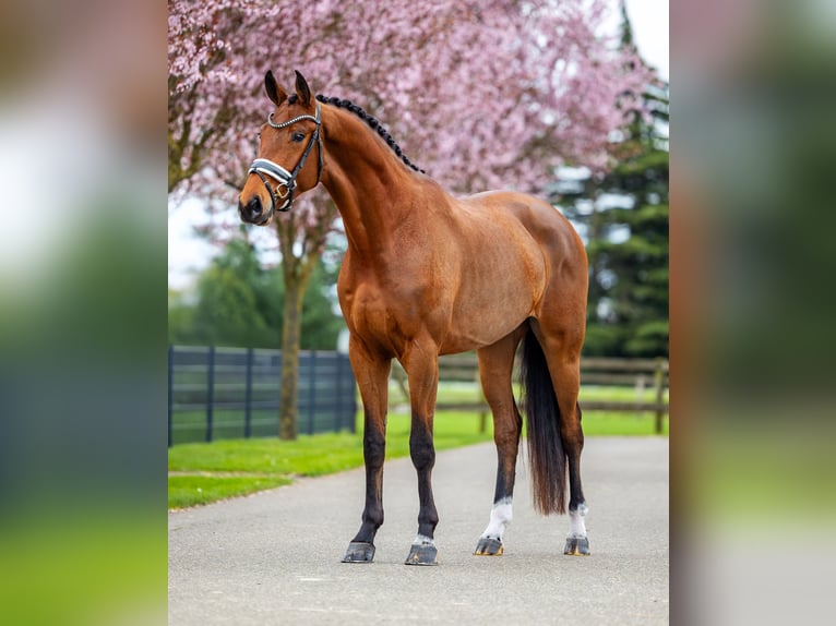 KWPN Gelding 4 years 17 hh Brown in Dreumel