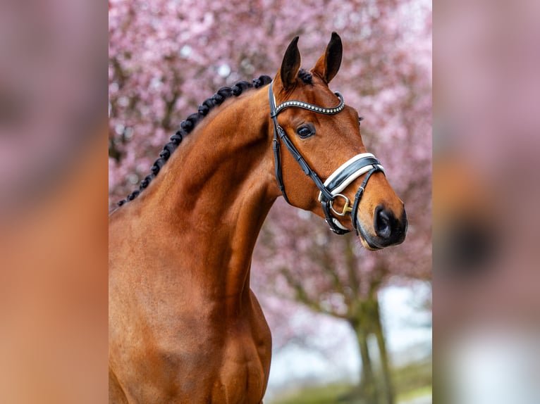 KWPN Gelding 4 years 17 hh Brown in Dreumel