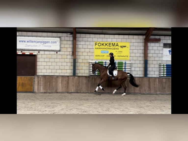 KWPN Gelding 4 years 17 hh Brown in Oud Gastel