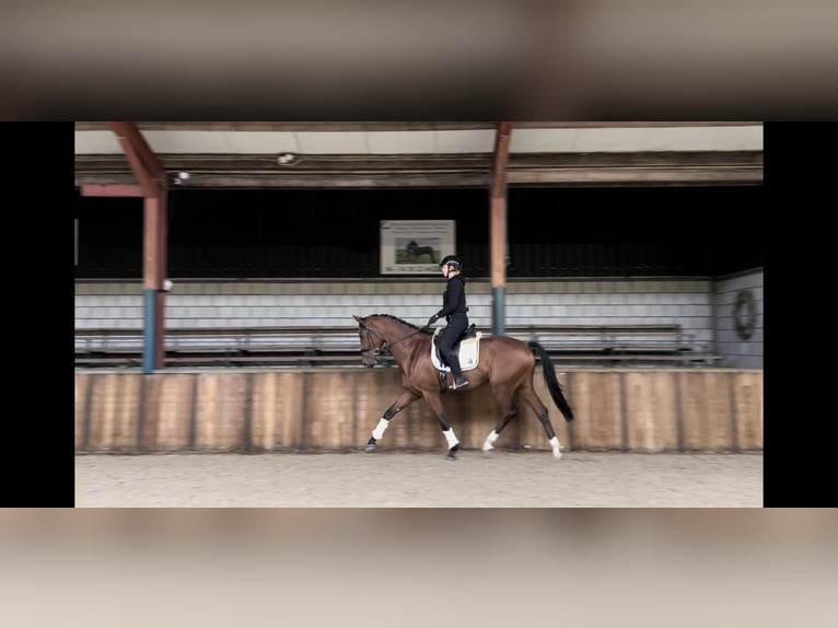 KWPN Gelding 4 years 17 hh Brown in Oud Gastel