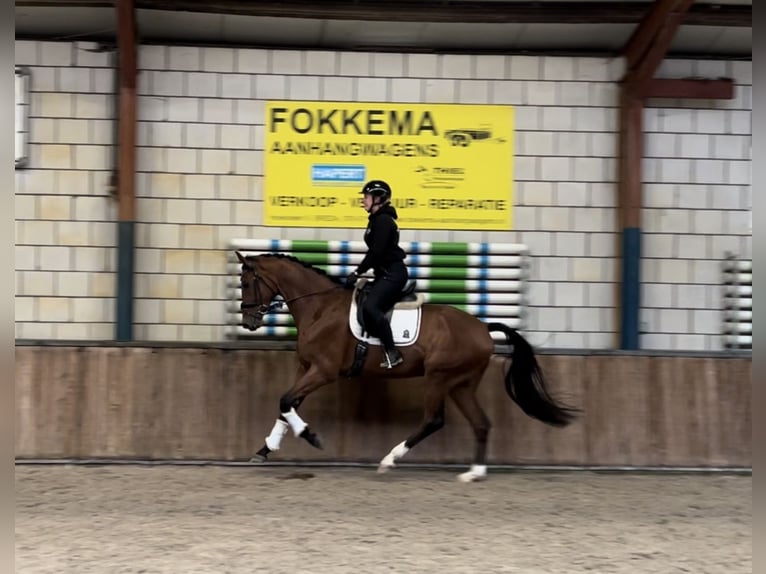 KWPN Gelding 4 years 17 hh Brown in Oud Gastel