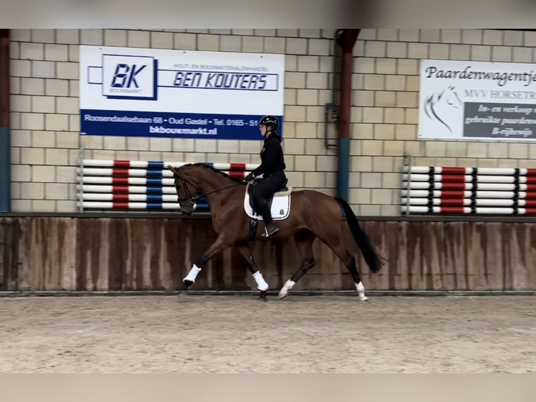 KWPN Gelding 4 years 17 hh Brown in Oud Gastel