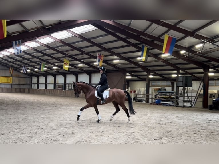 KWPN Gelding 4 years 17 hh Brown in Oud Gastel