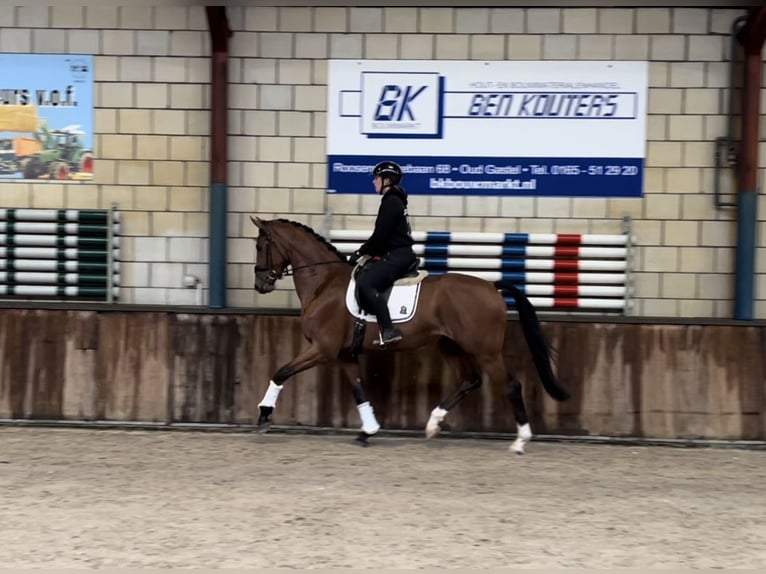 KWPN Gelding 4 years 17 hh Brown in Oud Gastel