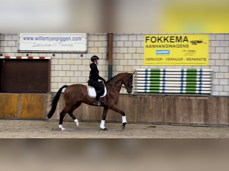 KWPN Gelding 4 years 17 hh Brown in Oud Gastel