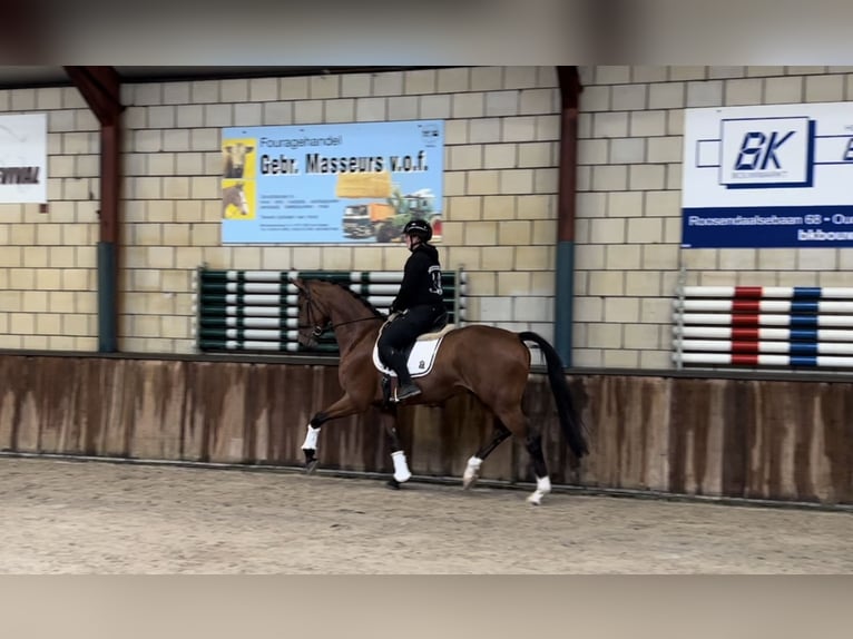 KWPN Gelding 4 years 17 hh Brown in Oud Gastel