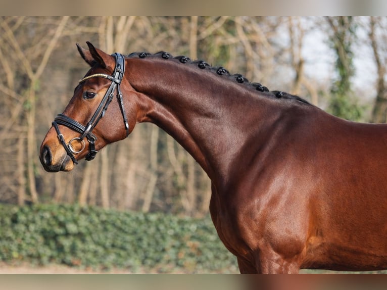KWPN Gelding 4 years 17 hh Brown in Maartensdijk