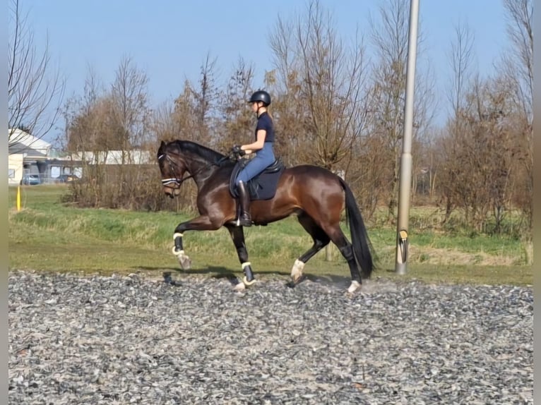 KWPN Gelding 4 years 17 hh Brown in Rijnsburg