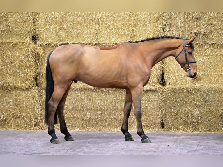 KWPN Gelding 4 years 17 hh Brown in Oberstadion