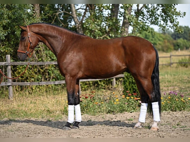 KWPN Gelding 4 years 17 hh Brown in Békéscsaba