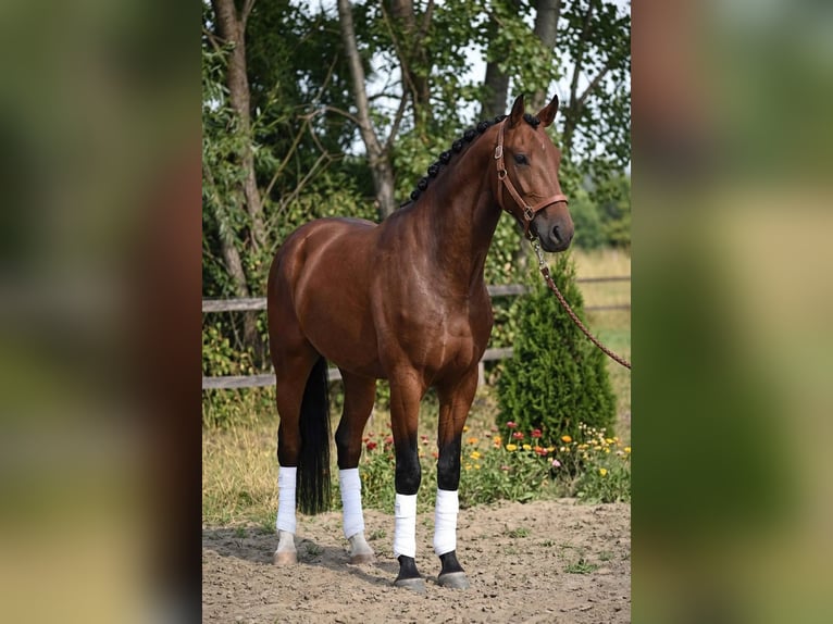 KWPN Gelding 4 years 17 hh Brown in Békéscsaba