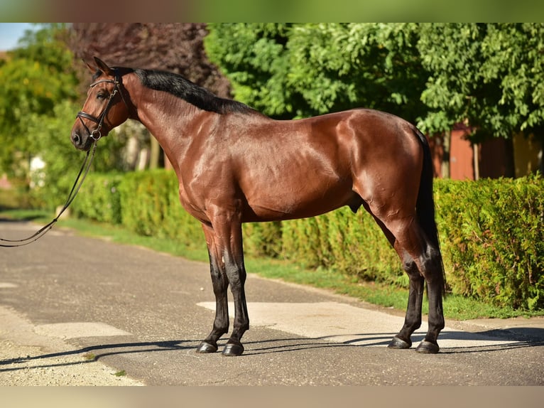 KWPN Gelding 4 years 17 hh Brown in &#xD6;cs&#xF6;d